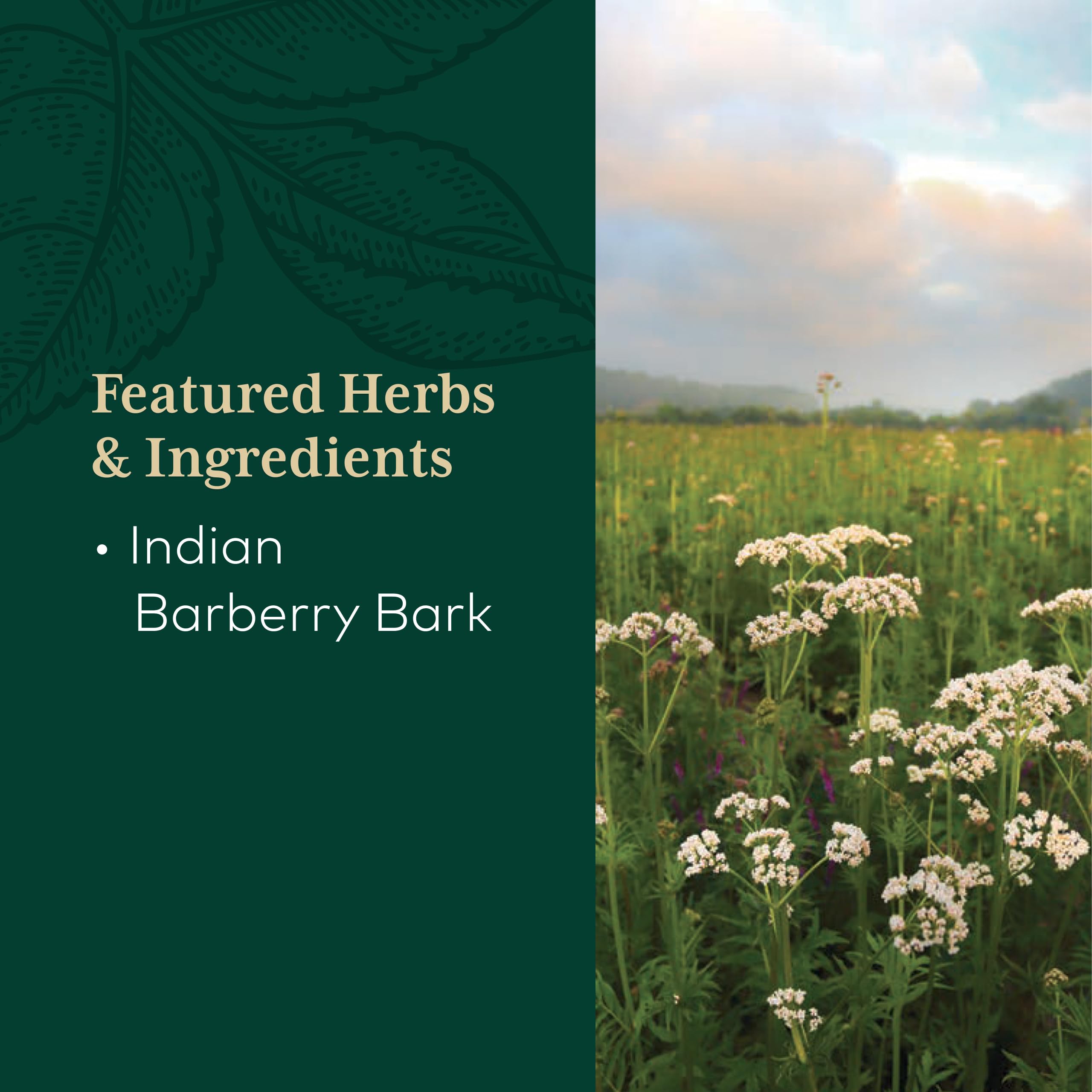 GAIA HERBS PRO Berberine Metabolic - Supplement Supplement with Berberine HCI - Vegan, Gluten-Free, Soy-Free - 60 Capsules (60 Servings) - Image 4