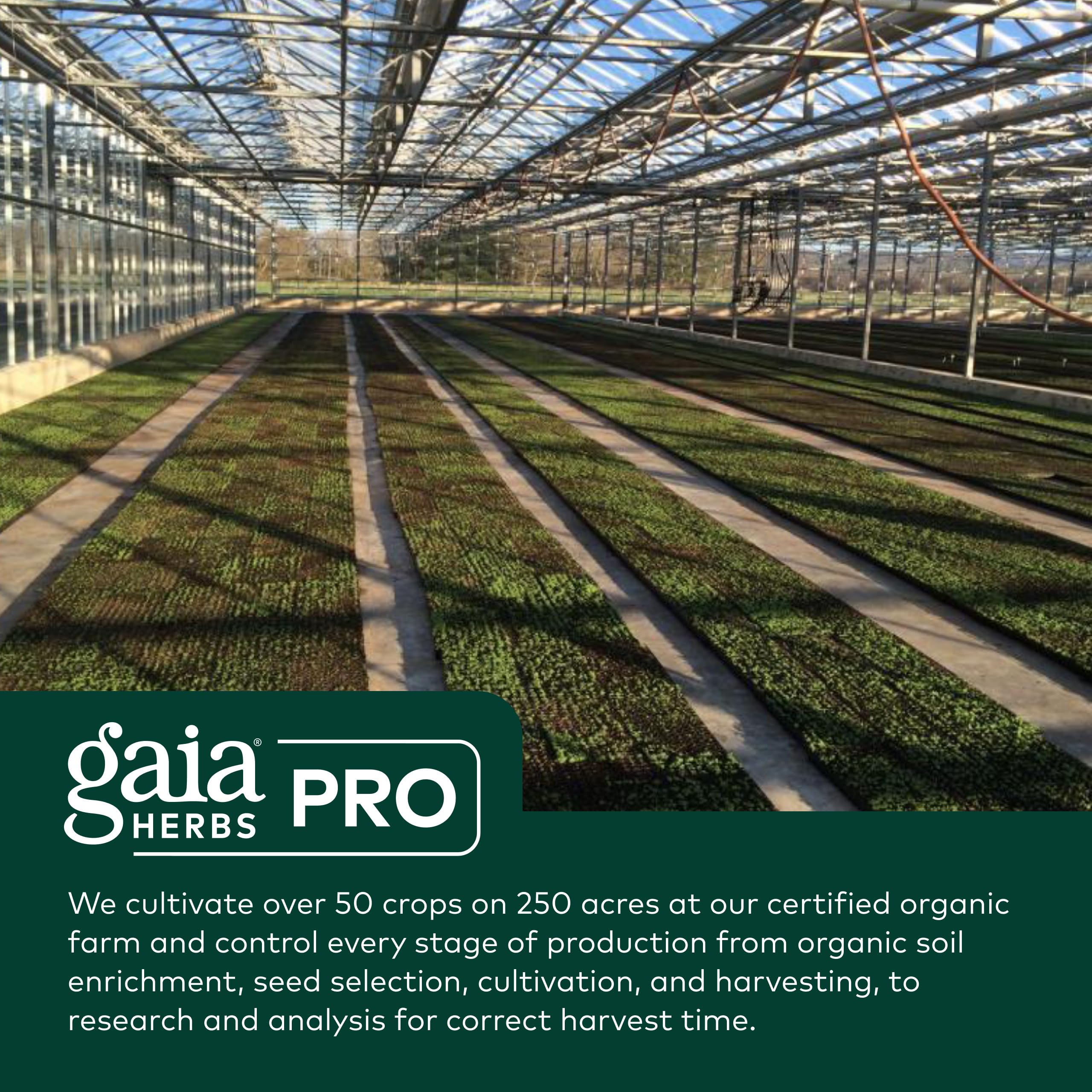 GAIA HERBS PRO Berberine Metabolic - Supplement Supplement with Berberine HCI - Vegan, Gluten-Free, Soy-Free - 60 Capsules (60 Servings) - Image 7