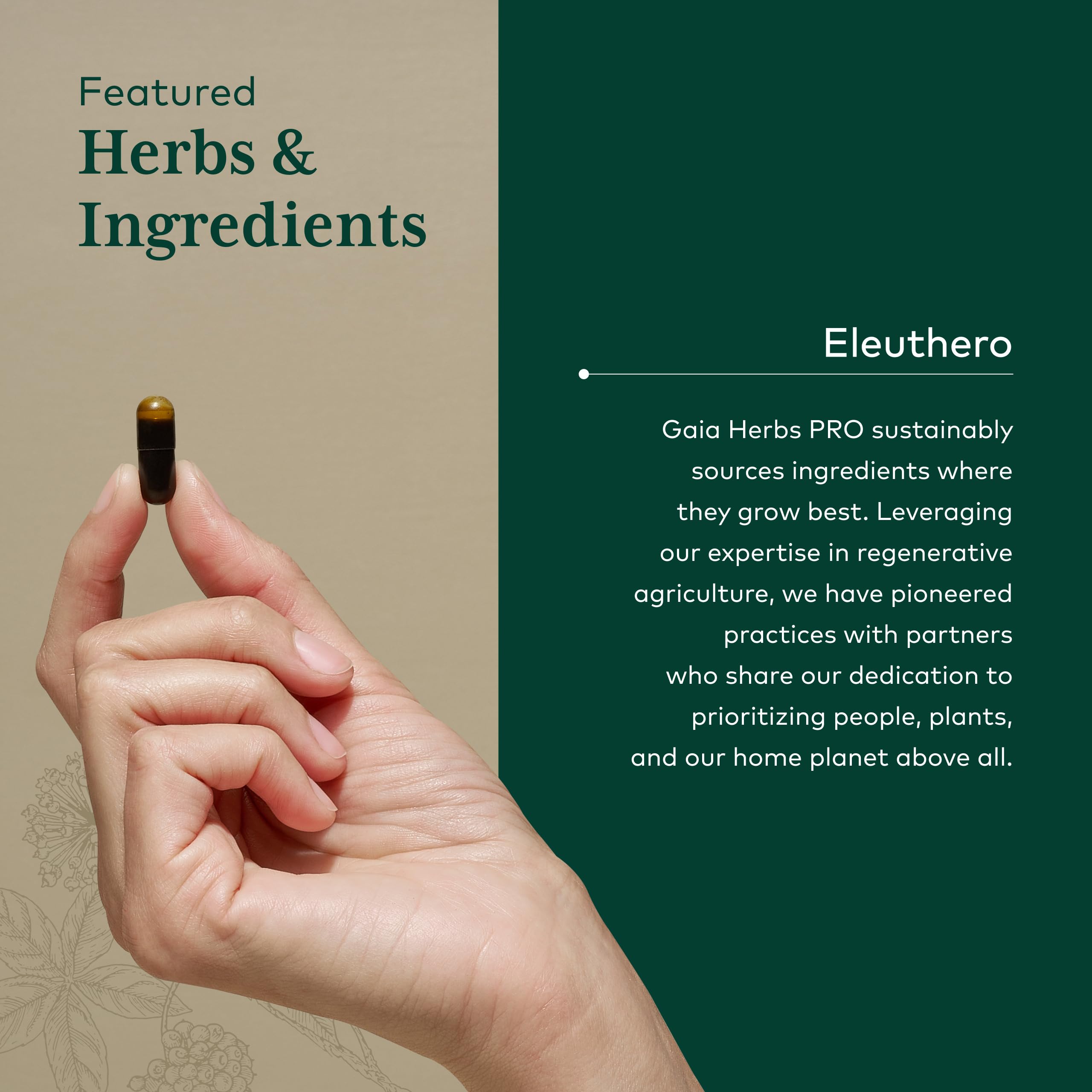 GAIA HERBS PRO Eleuthero - Adaptogen Supplement - Stress & Energy Support - 60 Vegan Liquid Phyto-Capsules (60 Servings) - Image 4