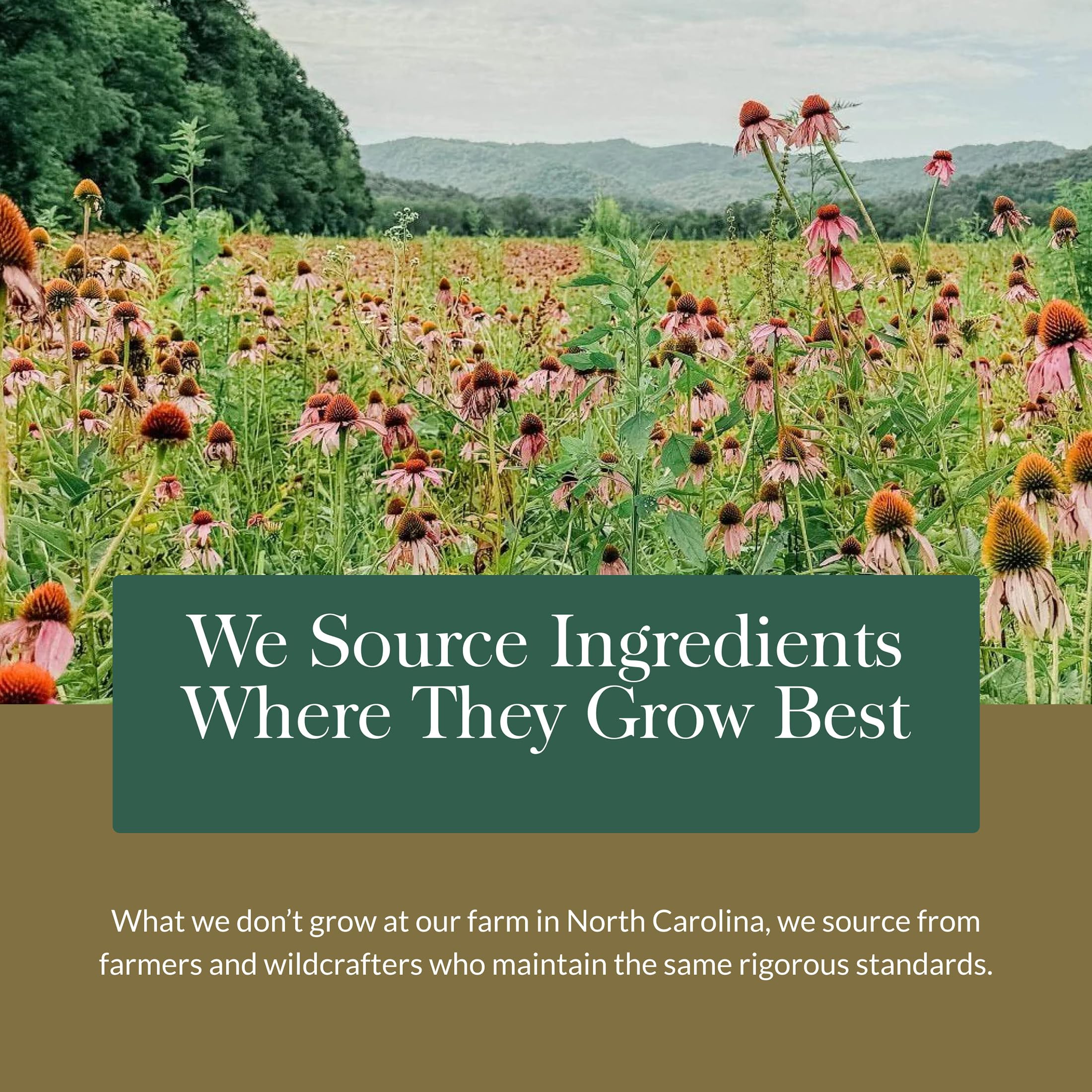 Gaia Herbs Mighty Lungs - Lung Support Supplement with Herbs Traditionally Used to Help Maintain Respiratory Health* - 60 Vegan Liquid Phyto-Caps (60 Servings) - Image 9